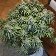 RS11 - Traphouse Genetics