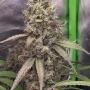 Brain Dead X Zazul