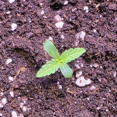 Greenhouse CCG Grow