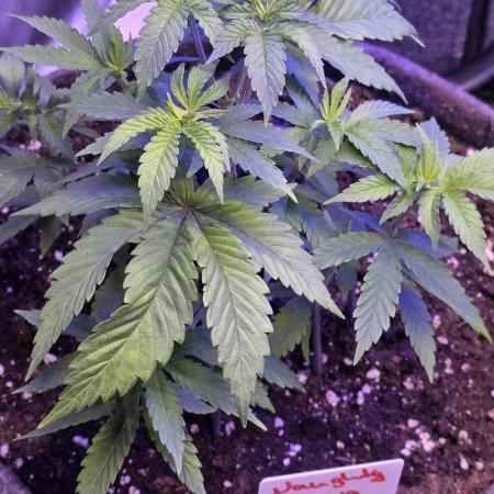 Naughty Dawg-Wunderbohnen-SeedsOfAnarchy