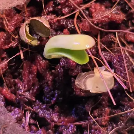 Permanent Marker - Traphouse Genetics