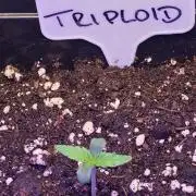 Triploid