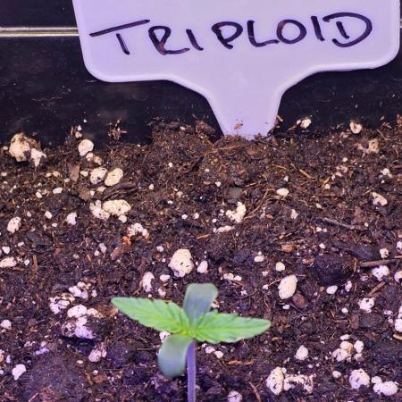 Triploid