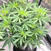 Tropicanna Poison F1 Fast Flowering