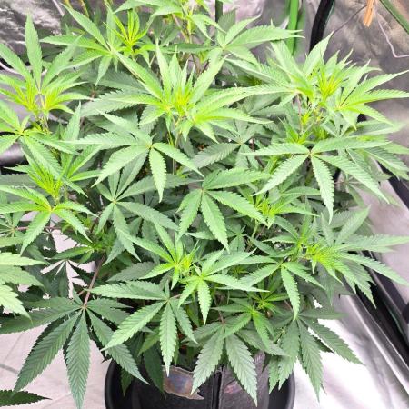 Tropicanna Poison F1 Fast Flowering