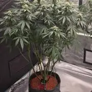 RS11 - Traphouse Genetics