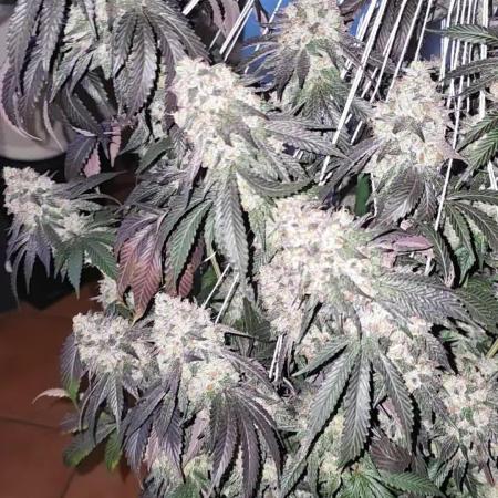 Naughty Dawg-Wunderbohnen-SeedsOfAnarchy