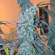 Brain Dead X Zazul