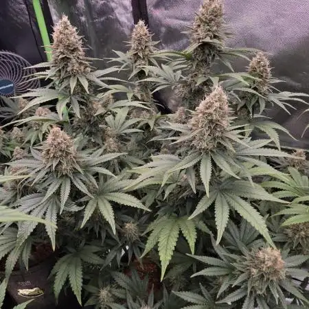 Amnesia Haze (B) Ganja Farmer