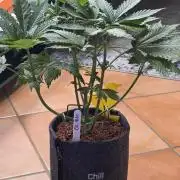 ONE LOVE Bob Marley Edition