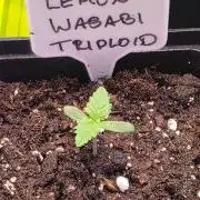 Lemon Wasabi Triploid