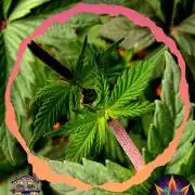 Permanent Marker - Traphouse Genetics