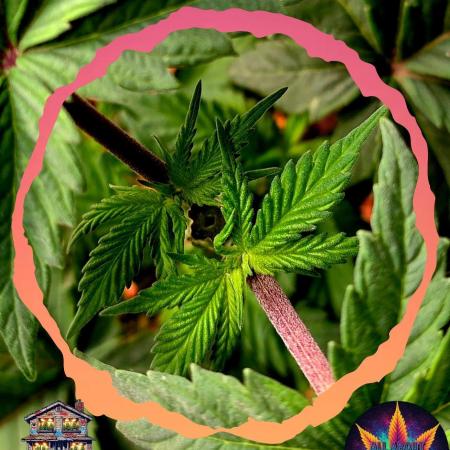 Permanent Marker - Traphouse Genetics