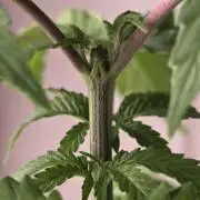 Naughty Dawg-Wunderbohnen-SeedsOfAnarchy