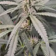 Brain Dead X Zazul