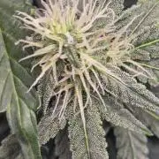Mimosa Cake Auto