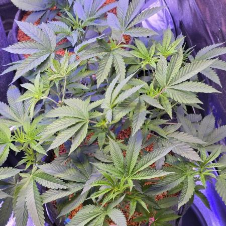 Dancing Sprite-Wunderbohnen-SeedsOfAnarc