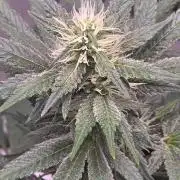 Tropicanna Poison F1 Fast Flowering