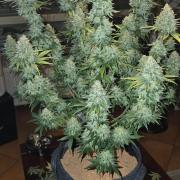 Amnesia Haze (B) Ganja Farmer