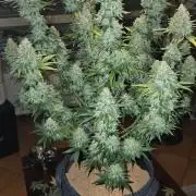 Amnesia Haze (B) Ganja Farmer
