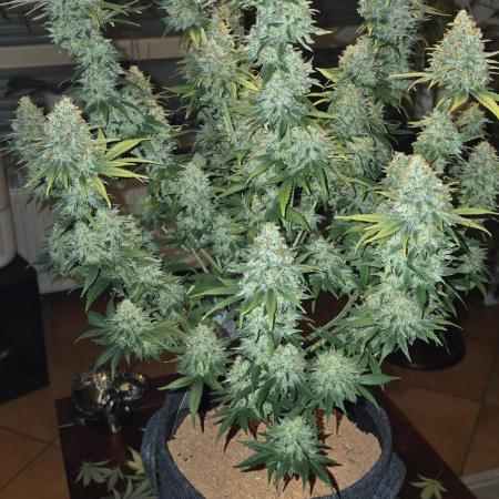 Amnesia Haze (B) Ganja Farmer