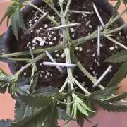 Tropicanna Poison F1 FF