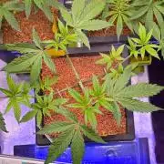 Triploid