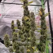Hawaiian Snow Auto
