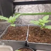 RQS Special queen #1