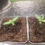 RQS Special queen #1