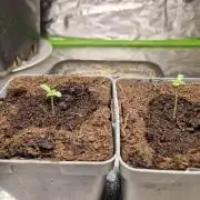 RQS Special queen #1