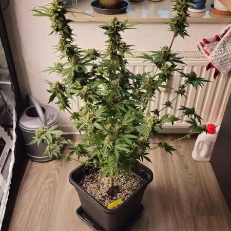 Purple Lemonade Auto