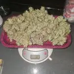 Auto Trichome & Cream