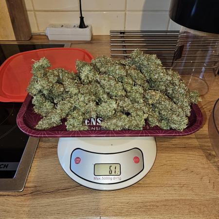 Auto northern dragon fuel