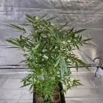 Auto Trichome & Cream