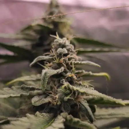 Auto Trichome & Cream