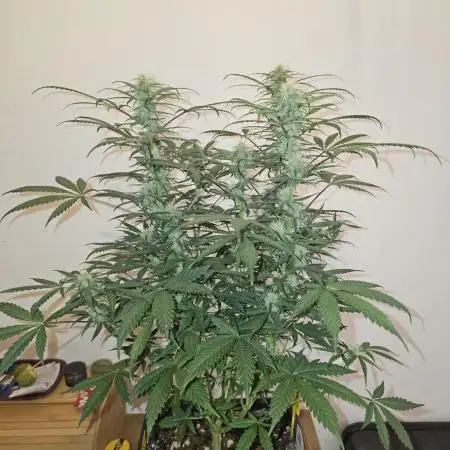 SWS38