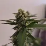 Apricot Auto