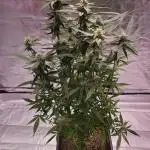 Auto Trichome & Cream