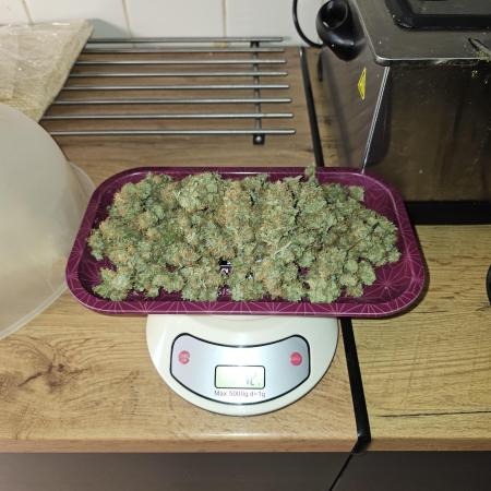 Purple Lemonade Auto
