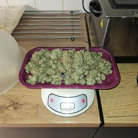 Purple Lemonade Auto