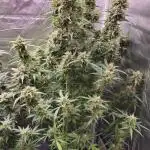 Royal Kush Automatic