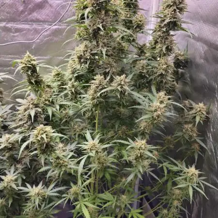 Royal Kush Automatic