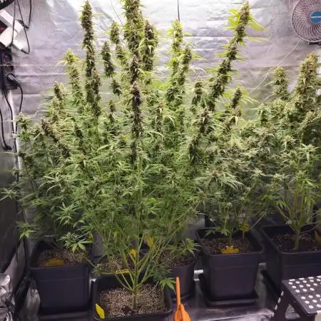 Auto northern dragon fuel