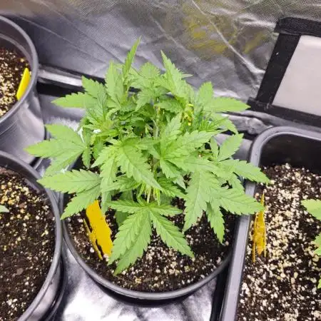 Royal Kush Automatic
