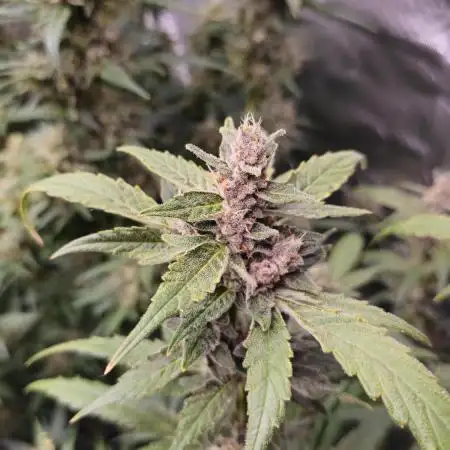 Purple Lemonade Auto