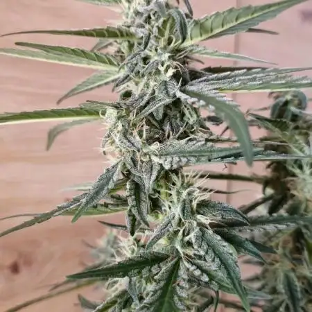 Auto Trichome & Cream