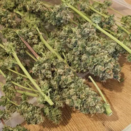 Purple Lemonade Auto