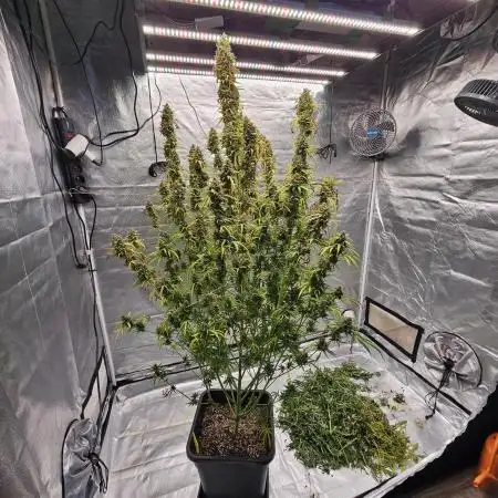 Auto northern dragon fuel