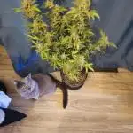 Royal Kush Automatic